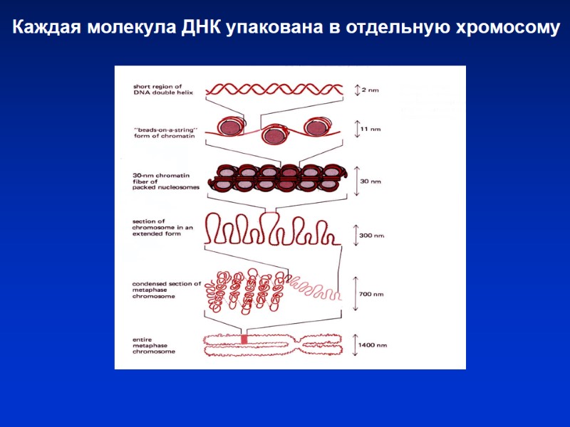 Каждая молекула ДНК упакована в отдельную хромосому Каждая молекула ДНК упакована в отдельную хромосому